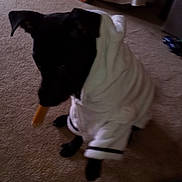 Mystic joined the competition — help win amazing prizes! animal, black_dog, canine, carpet, companion, cute, dog, ears, fur, household, indoor, muzzle, paw, pet, pet_clothing, robe, sitting, toy, treat, white_robe