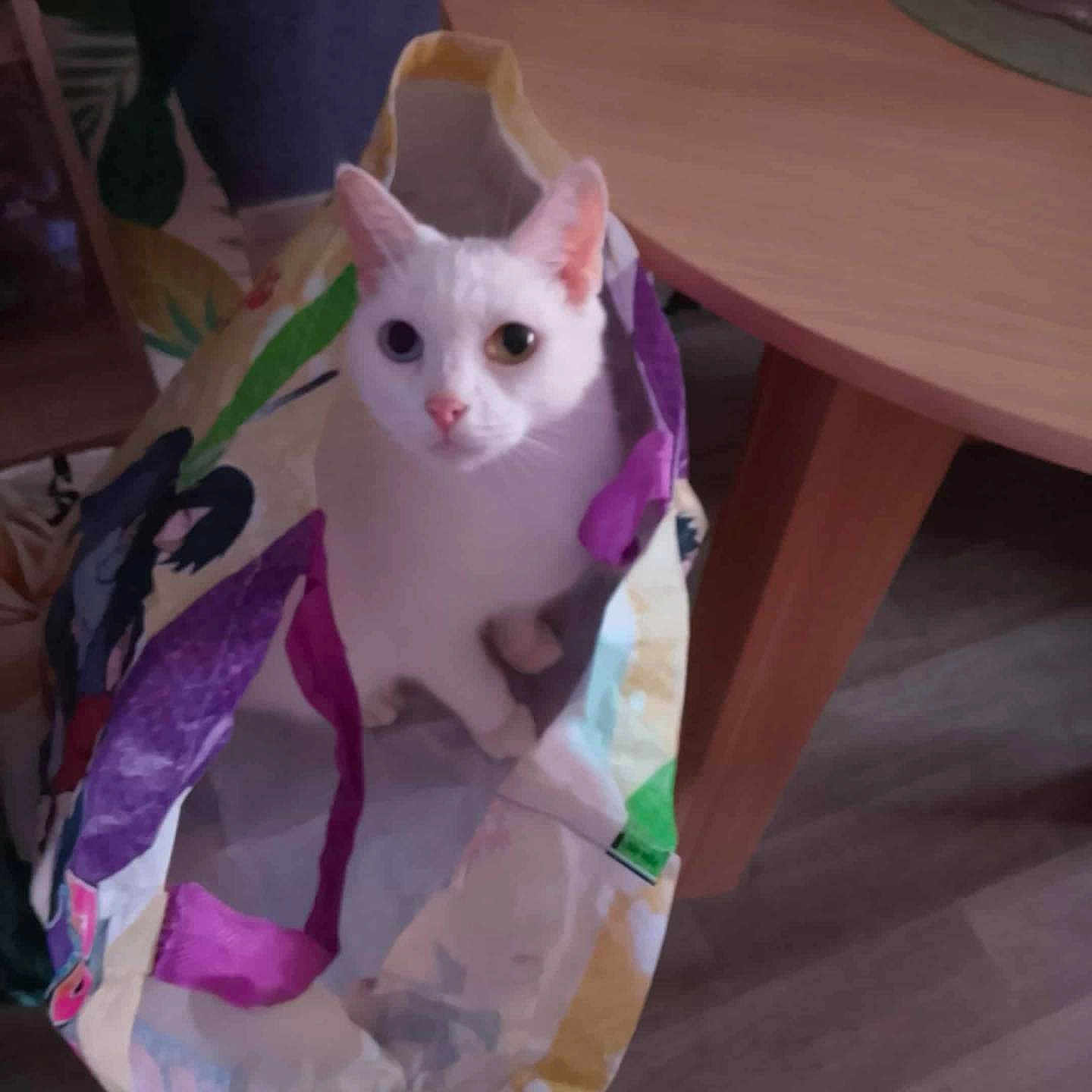 Neige participe au concours pour gagner de l'argent avec cette photo : animal, cat, colorful_bag, curious, cute, domestic_cat, ears, floor, furniture, heterochromia, household, indoor, looking_at_camera, pet, pink_nose, shopping_bag, sitting, table, white_cat, wooden_floor