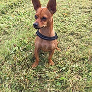 Kera a rejoint le concours — aidez-le/la à gagner de superbes lots ! carnivoran, companion_dog, dog, dog_breed, dog_like_mammal, english_toy_terrier, german_pinscher, grass, miniature_pinscher, pinscher, prazsky_krysarik, russkiy_toy, snout