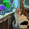 cat, pet, animal, black_and_white, white_fur, black_patches, green_eyes, whiskers, pointed_ears, sitting, aquarium, fish_tank, aquatic_plants, decorative_castle, submarine, gravel, aquarium_filter, cat_tree, indoor, portrait