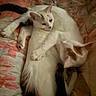cats, kitten, multiple_cats, white_cat, sleeping, cuddling, pet, feline, animal, fur, whiskers, ears, paws, tail, indoors, bed, blanket, floral_blanket, cozy, group_nap