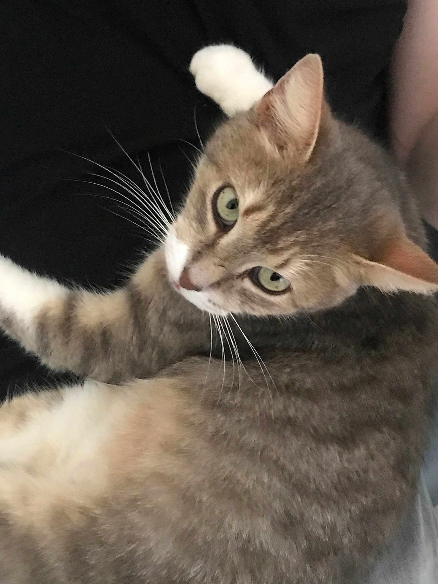 Nounours