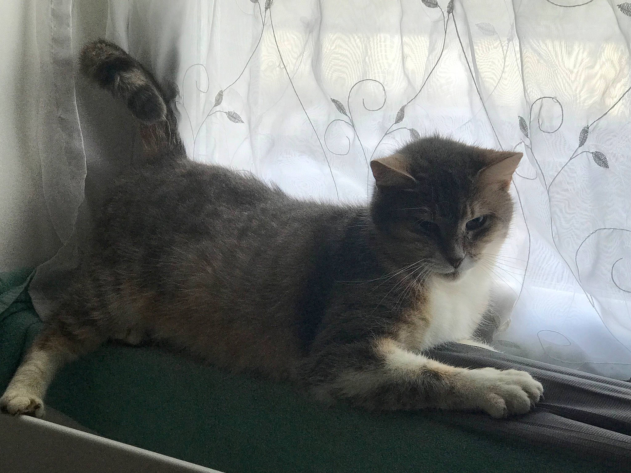 Nounours participe au concours pour gagner de l'argent avec cette photo : carnivore, cat, claw, comfort, domestic_short_haired_cat, felidae, fur, grey, monochrome_photography, paw, sitting, small_to_medium_sized_cats, tail, twig, whiskers, window