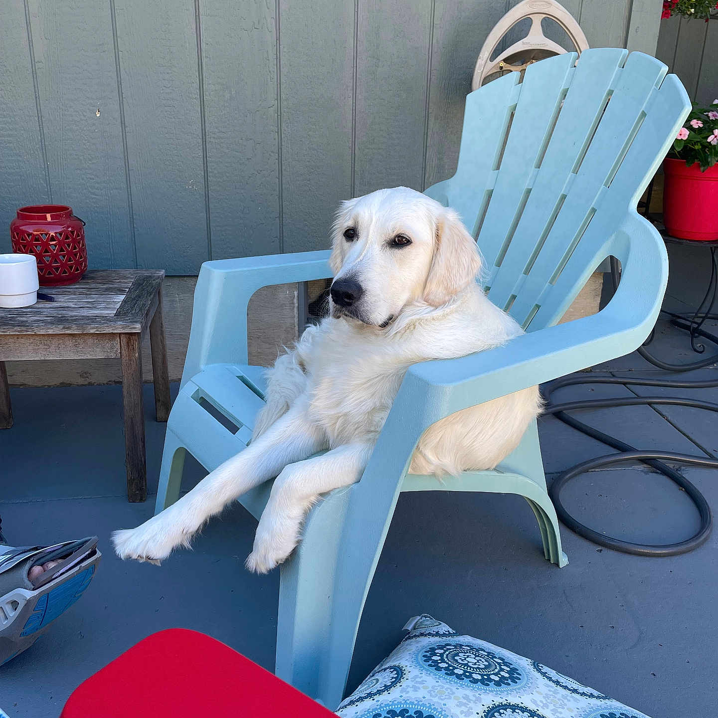 June joined the competition — help win amazing prizes! dog, white_dog, lounge_chair, plastic_chair, patio, outdoor, relaxed, pet, animal, flower_pot, cushion, table, wooden_table, garden, plants, hose, decor, summer, sunlight, resting