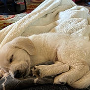 June is registered to the contest to win money with this photo: puppy, dog, sleeping, blanket, cozy, fur, cute, nap, indoor, pet, animal, resting, young, golden_retriever, curled_up, peaceful, soft, fur_paw, domestic, relaxed