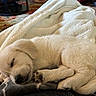 puppy, dog, sleeping, blanket, cozy, fur, cute, nap, indoor, pet, animal, resting, young, golden_retriever, curled_up, peaceful, soft, fur_paw, domestic, relaxed