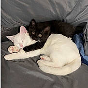 Avie Titanic is registered to the contest to win money with this photo: cat, kitten, sleeping, cuddling, black_cat, white_cat, pets, animal, cute, fur, bed, blanket, resting, cozy, domestic_animal, whiskers, ears, paw, young, indoor