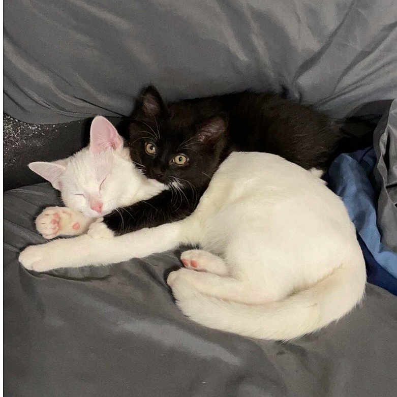 Avie Titanic is registered to the contest to win money with this photo: animal, bed, black_cat, blanket, cat, cozy, cuddling, cute, domestic_animal, ears, fur, indoor, kitten, paw, pets, resting, sleeping, whiskers, white_cat, young