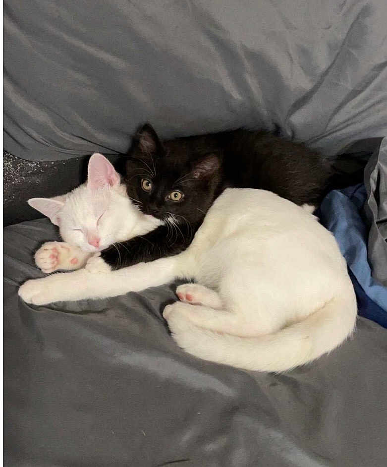 Avie Titanic is registered to the contest to win money with this photo: cat, kitten, sleeping, cuddling, black_cat, white_cat, pets, animal, cute, fur, bed, blanket, resting, cozy, domestic_animal, whiskers, ears, paw, young, indoor