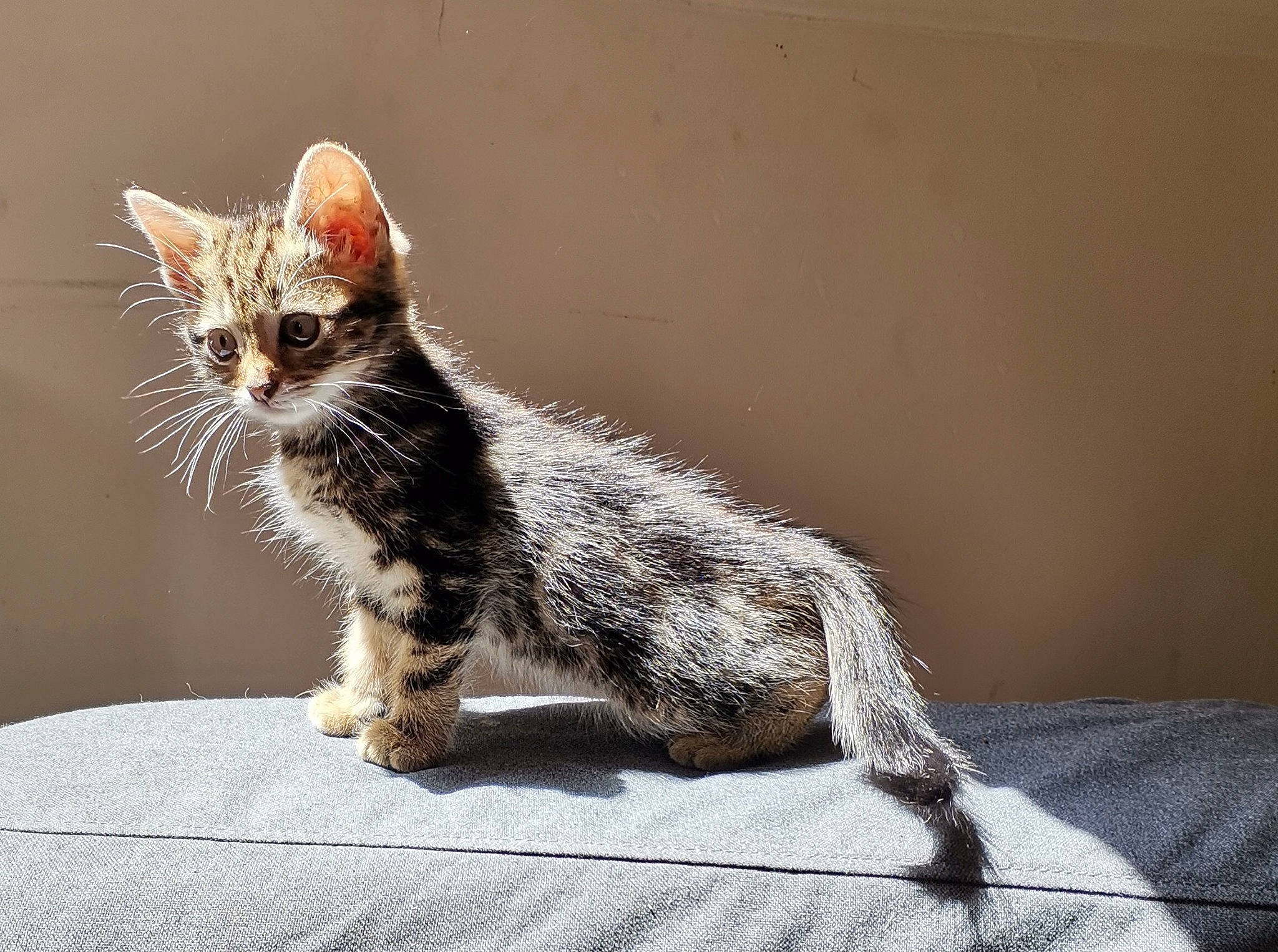 Indra participe au concours pour gagner de l'argent avec cette photo : carnivore, cat, claw, comfort, domestic_short_haired_cat, fawn, felidae, foot, fur, grey, paw, sitting, small_to_medium_sized_cats, snout, tail, terrestrial_animal, whiskers, wildlife, window