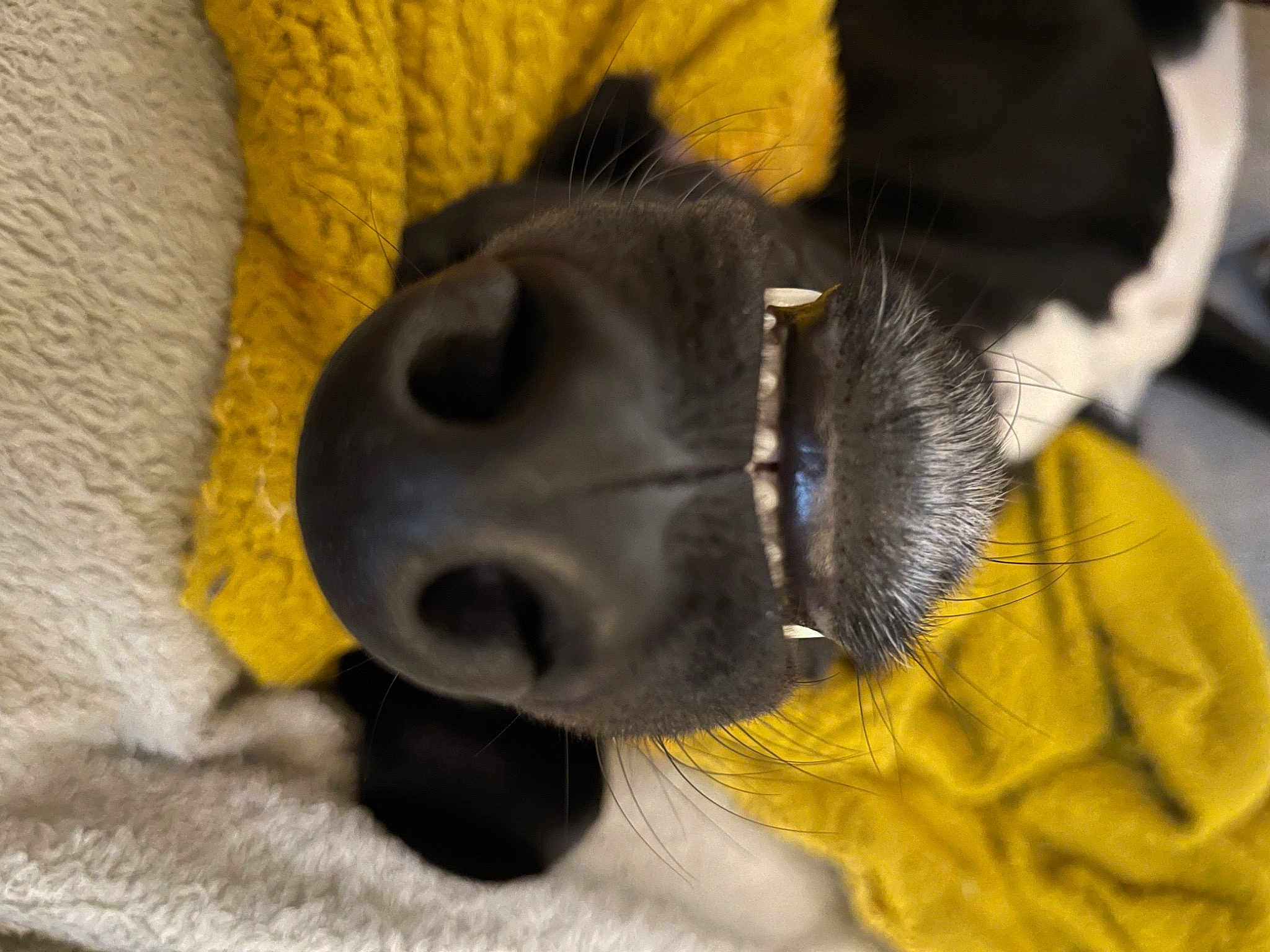 Pablo