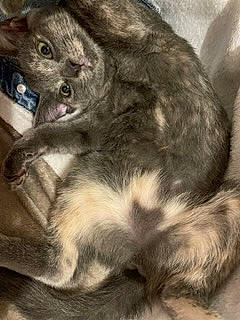 Tarace a rejoint le concours — aidez-le/la à gagner de superbes lots ! carnivore, cat, claw, comfort, dog_breed, domestic_short_haired_cat, ear, eye, felidae, fur, grey, nap, paw, sleep, small_to_medium_sized_cats, snout, tail, terrestrial_animal, whiskers