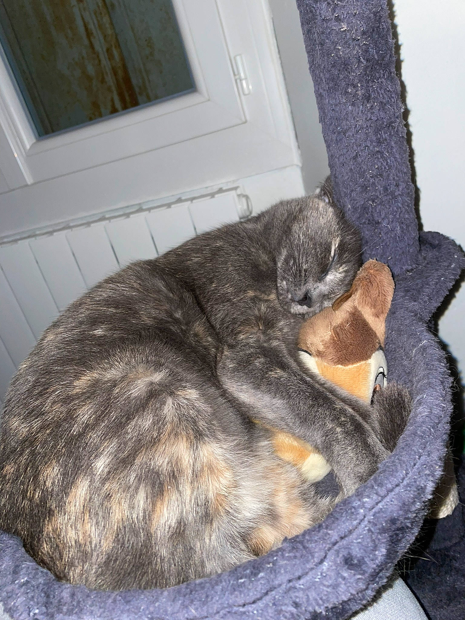 Tarace participe au concours pour gagner de l'argent avec cette photo : carnivore, cat, cat_supply, claw, comfort, domestic_short_haired_cat, door, fawn, felidae, fur, grey, nap, paw, sleep, small_to_medium_sized_cats, snout, tail, terrestrial_animal, whiskers