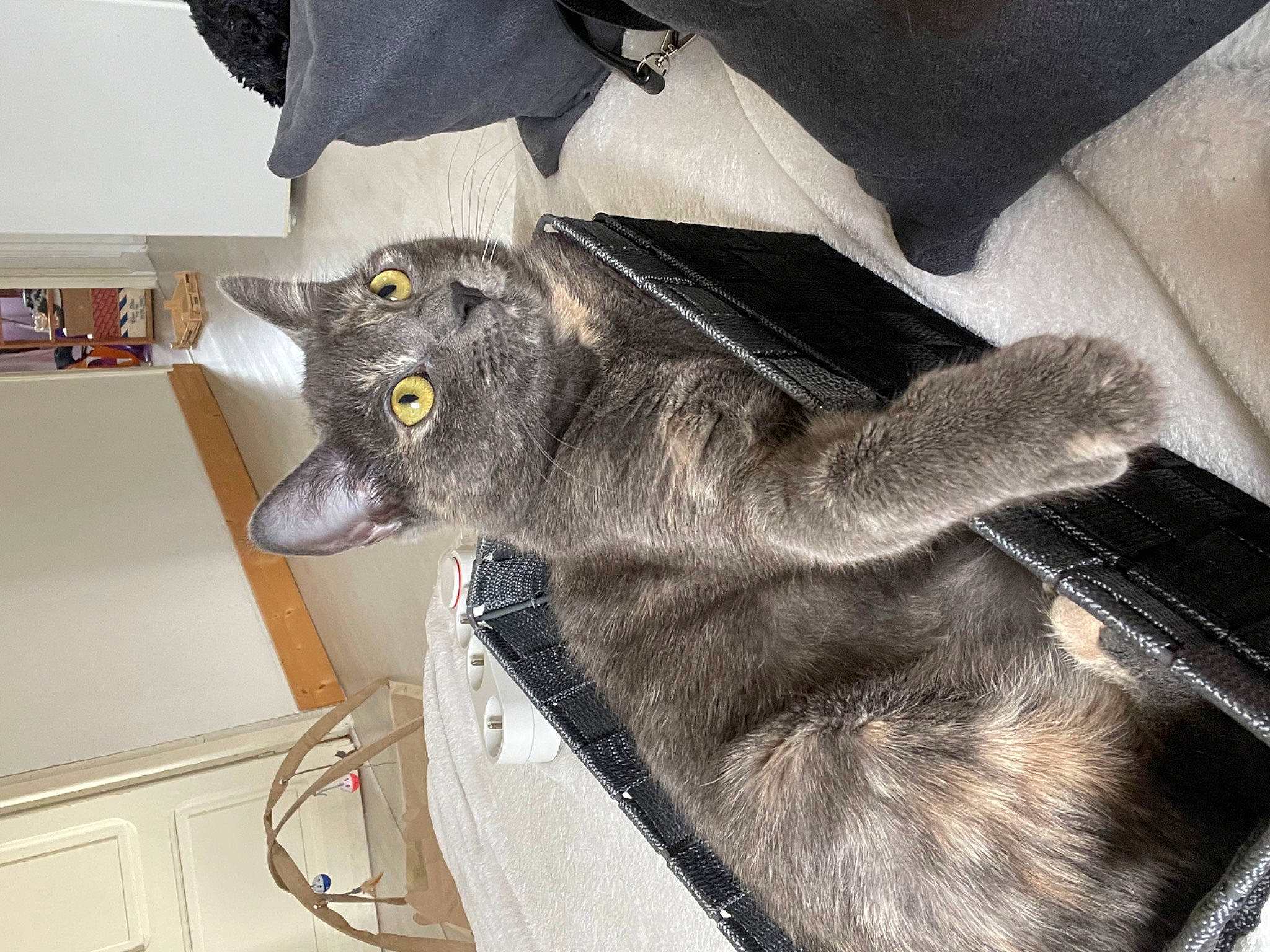 Tarace a rejoint le concours — aidez-le/la à gagner de superbes lots ! canidae, canis, carnivore, collar, dog_breed, domestic_short_haired_cat, felidae, fur, grey, guard_dog, mythical_creature, paw, shelf, sleeve, small_to_medium_sized_cats, sporting_group, tail, whiskers, wolf, working_animal