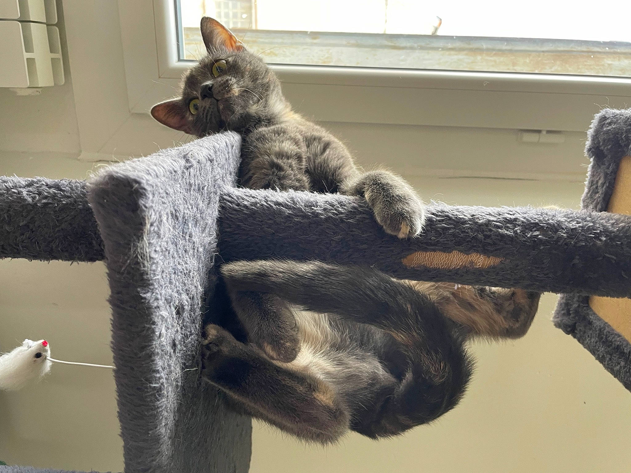 Tarace participe au concours pour gagner de l'argent avec cette photo : art, bird, cat, claw, comfort, domestic_short_haired_cat, felidae, fur, grey, mammal, rope, small_to_medium_sized_cats, snout, tail, terrestrial_animal, twig, vertebrate, whiskers, window, wood