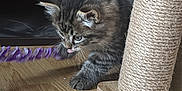 Scar participe au concours pour gagner de l'argent avec cette photo : kitten, cat, tabby, toy, scratching_post, wooden_floor, indoor, playful, curious, fur, pet, young, animal, feline, closeup, brown, black, whiskers, paw, floor