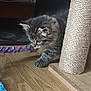 animal, black, brown, cat, closeup, curious, feline, floor, fur, indoor, kitten, paw, pet, playful, scratching_post, tabby, toy, whiskers, wooden_floor, young