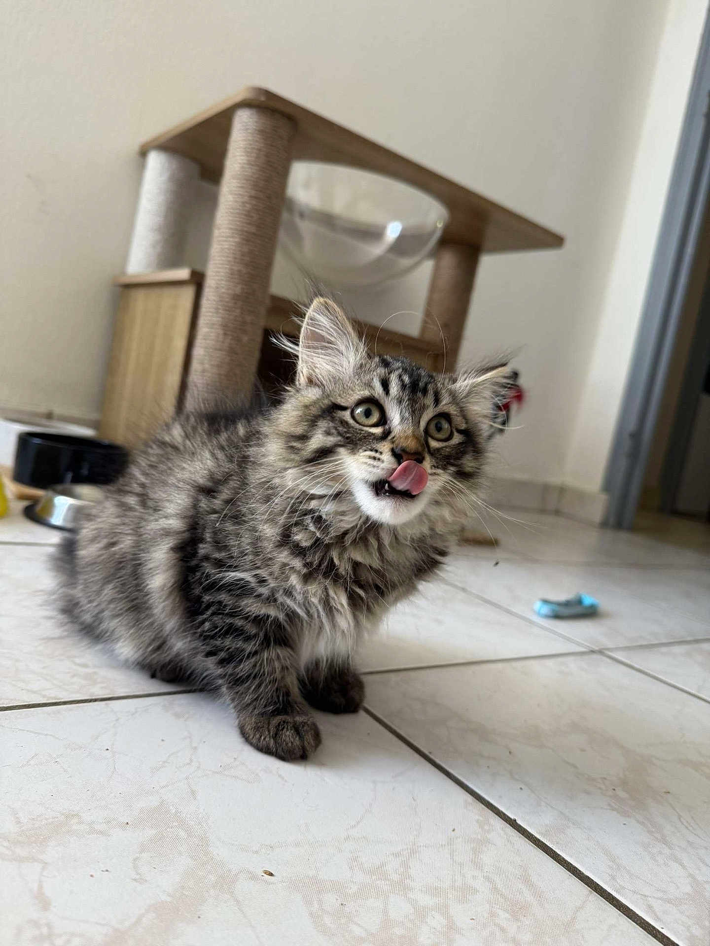 Scar participe au concours pour gagner de l'argent avec cette photo : kitten, cat, tabby, indoor, floor, tile, tongue, pet, feline, cute, fur, whiskers, animal, playful, cat_tree, household, domestic, small, young, curious