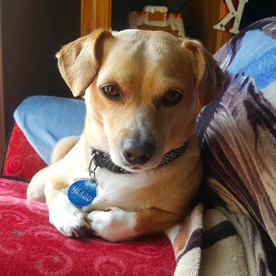 Meago is registered to the contest to win money with this photo: blanket, brown, collar, comfort, couch, cozy, dog, ears, face, fur, furniture, home, indoor, nose, paw, pet, relaxed, sitting, tag, white