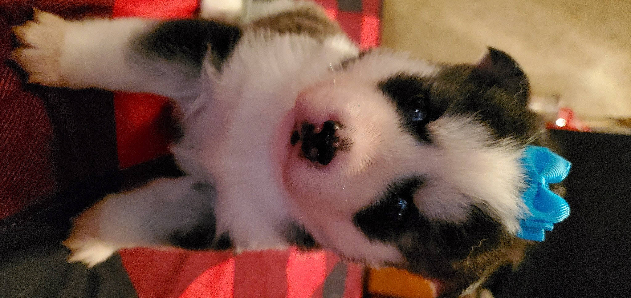 Eevee is registered to the contest to win money with this photo: canidae, carnivore, companion_dog, dog, dog_breed, fawn, felidae, fur, non_sporting_group, puppy, snout, sporting_group, terrestrial_animal, whiskers, wildlife, working_dog