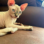 Ace a rejoint le concours — aidez-le/la à gagner de superbes lots ! sphynx_cat, cat, hairless_cat, blue_eyes, ears, lying_down, brown_couch, indoor, pet, animal, wrinkled_skin, close_up, feline, relaxed, soft_light, portrait, domestic_cat, cute, curious, whiskers