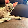 sphynx_cat, cat, hairless_cat, blue_eyes, ears, lying_down, brown_couch, indoor, pet, animal, wrinkled_skin, close_up, feline, relaxed, soft_light, portrait, domestic_cat, cute, curious, whiskers