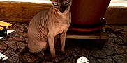 Ace a rejoint le concours — aidez-le/la à gagner de superbes lots ! sphynx_cat, cat, hairless_cat, blue_eyes, plant_pot, terracotta_pot, mosaic_floor, sunlight, shadow, indoor, pet, animal, sitting, floor_tiles, curious, wrinkles, ears, tail, quiet, calm