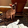 sphynx_cat, cat, hairless_cat, blue_eyes, plant_pot, terracotta_pot, mosaic_floor, sunlight, shadow, indoor, pet, animal, sitting, floor_tiles, curious, wrinkles, ears, tail, quiet, calm