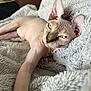 sphynx_cat, cat, blue_eyes, wrinkled_skin, hairless_cat, pet, animal, relaxed, lying_down, fluffy_blanket, beige, close_up, indoor, feline, ears, whiskers, face, resting, soft_texture, cute