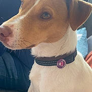 Alibi a rejoint le concours — aidez-le/la à gagner de superbes lots ! dog, pet, collar, indoor, couch, white, brown, canine, sitting, attentive, closeup, fur, domestic_animal, companion, animal, mammal, household, cute, portrait, relaxed