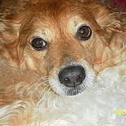 Cacahuète a rejoint le concours — aidez-le/la à gagner de superbes lots ! carnivoran, companion_dog, dog, dog_breed, dog_breed_group, dog_crossbreeds, dog_like_mammal, fur, golden_retriever, rare_breed_dog, snout, sporting_group, whiskers