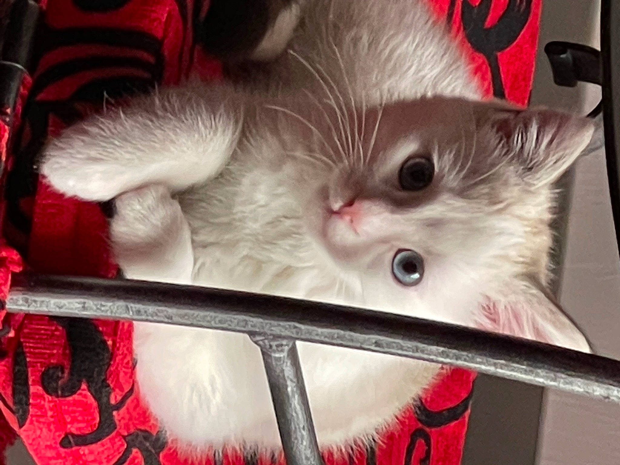 Siam participe au concours pour gagner de l'argent avec cette photo : art, carnivore, cat, claw, domestic_short_haired_cat, eye, fang, fawn, felidae, fur, paw, photo_caption, plant, small_to_medium_sized_cats, snout, tail, whiskers