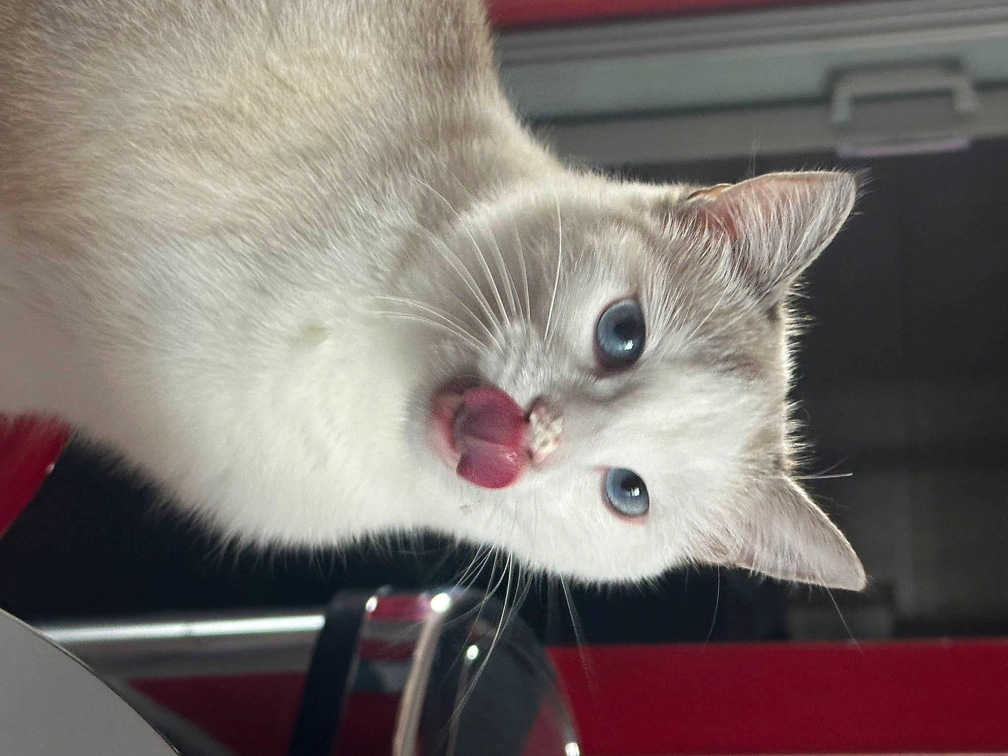 Siam participe au concours pour gagner de l'argent avec cette photo : carnivore, cat, cat_furniture, claw, domestic_short_haired_cat, fang, felidae, fur, paw, small_to_medium_sized_cats, snout, tail, whiskers