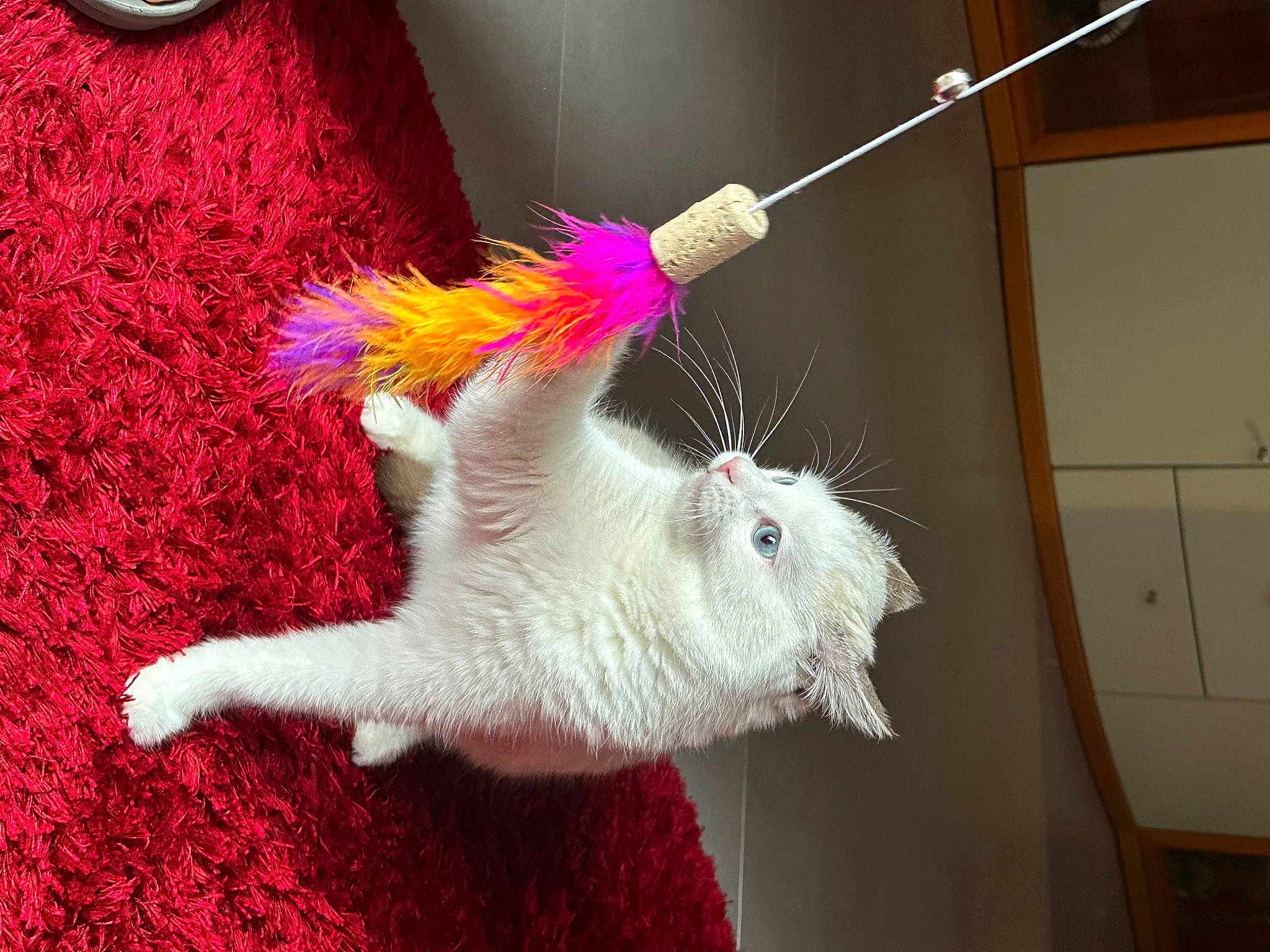 Siam participe au concours pour gagner de l'argent avec cette photo : claw, fashion_accessory, fawn, feather, felidae, fiber, flooring, fur, household_cleaning_supply, household_supply, magenta, paw, small_to_medium_sized_cats, snout, stuffed_toy, tail, toy, unicorn, whiskers, wool