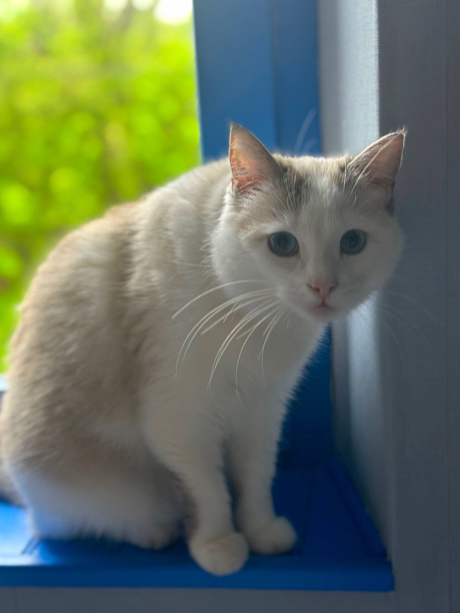 Siam participe au concours pour gagner de l'argent avec cette photo : carnivore, cat, domestic_short_haired_cat, fawn, felidae, fur, paw, small_to_medium_sized_cats, snout, tail, whiskers, window