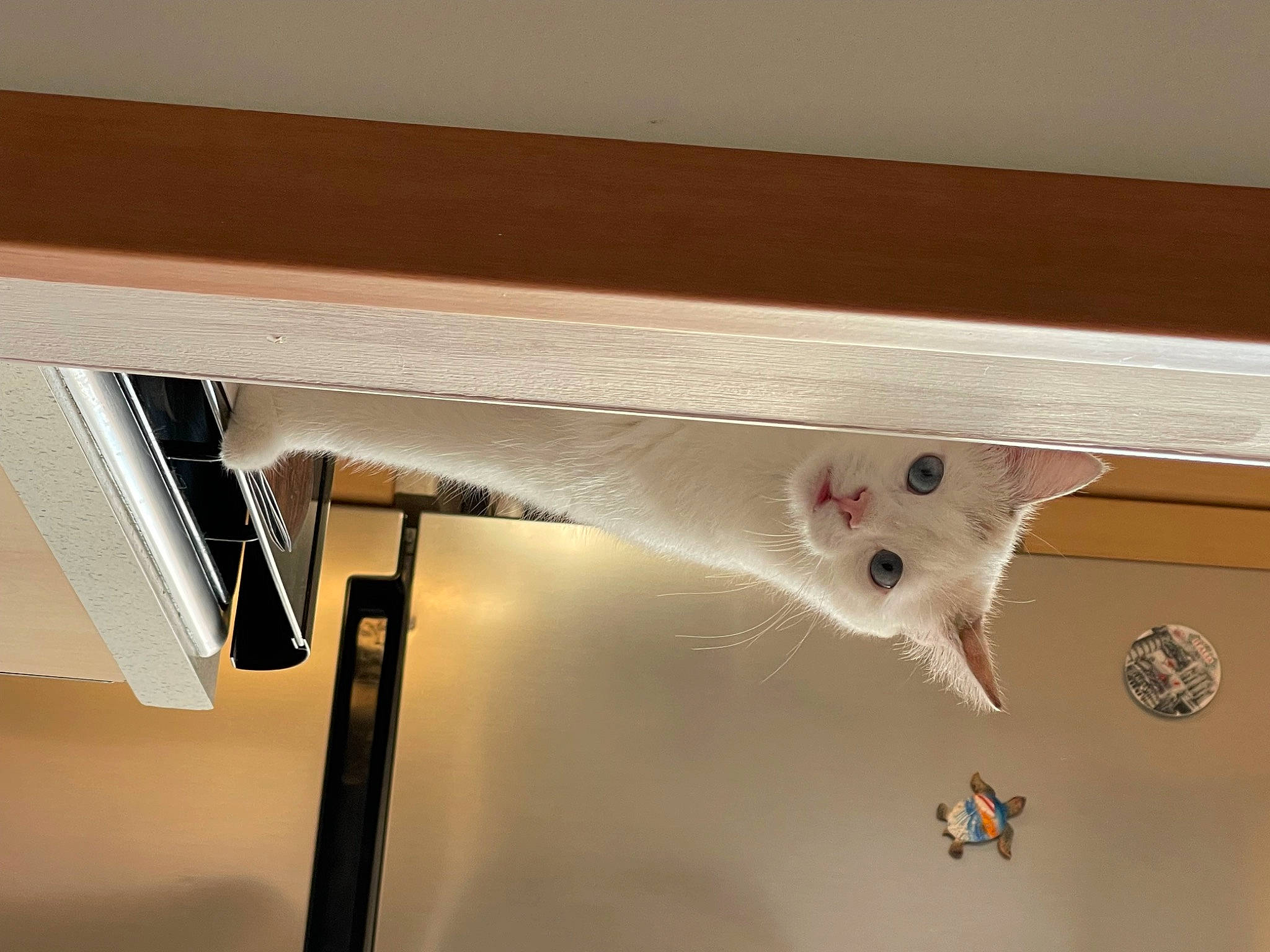 Siam participe au concours pour gagner de l'argent avec cette photo : automotive_exterior, ceiling, flooring, glass, hardwood, light_fixture, plaster, plywood, rectangle, room, shade, shelf, shelving, tints_and_shades, window, window_blind, window_covering, window_treatment, wood, wood_stain