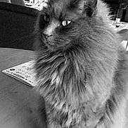 Tarzan a rejoint le concours — aidez-le/la à gagner de superbes lots ! black, black_and_white, carnivoran, cat, cat_like_mammal, domestic_long_haired_cat, eye, fur, kitten, mammal, monochrome, monochrome_photography, norwegian_forest_cat, persian, ragamuffin, small_to_medium_sized_cats, snapshot, snout, whiskers