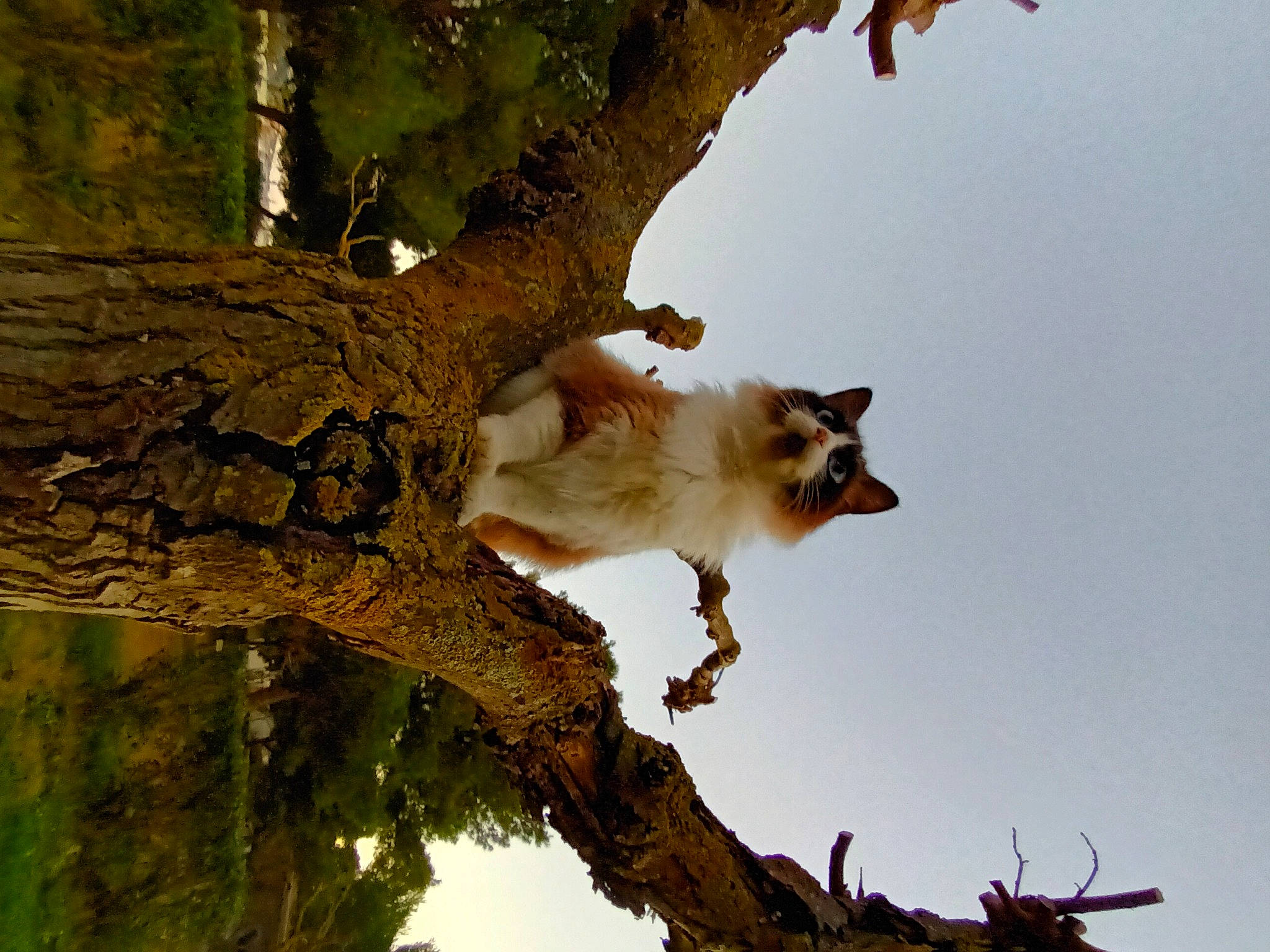 Ruby participe au concours pour gagner de l'argent avec cette photo : branch, canidae, carnivore, cat, fawn, felidae, fur, plant, plant_stem, sky, small_to_medium_sized_cats, tail, terrestrial_animal, tree, trunk, twig, whiskers, wildlife, wood, woody_plant