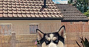 Seth a rejoint le concours — aidez-le/la à gagner de superbes lots ! dog, husky, blue_eyes, flowers, flower_box, window, shutter, roof, sky, clouds, fence, garden, pet, outdoor, daylight, happy, tongue_out, nature, house, suburb