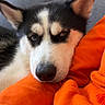 dog, husky, pet, resting, couch, blanket, orange, gray, fur, ears, head, closeup, indoor, relaxed, cozy, animal, cute, expression, comfort, home