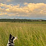 dog, black_and_white, grass, field, outdoor, sky, clouds, nature, canine, fur, tail, harness, landscape, scenic, animal, pet, daylight, wilderness, looking_away, adventure