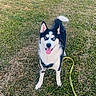 Seth a rejoint le concours — aidez-le/la à gagner de superbes lots ! dog, husky, blue_eyes, grass, leash, outdoor, pet, canine, happy, tongue_out, black_and_white, animal, nature, playful, standing, summer, daylight, field, ears_up, friendly