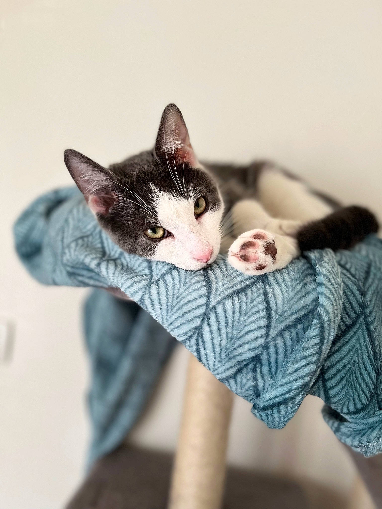 Joko a rejoint le concours — aidez-le/la à gagner de superbes lots ! canidae, carnivore, cat, comfort, domestic_short_haired_cat, ear, fawn, felidae, formal_wear, fur, gesture, grey, linens, paw, sitting, small_to_medium_sized_cats, suit, tail, tree, whiskers