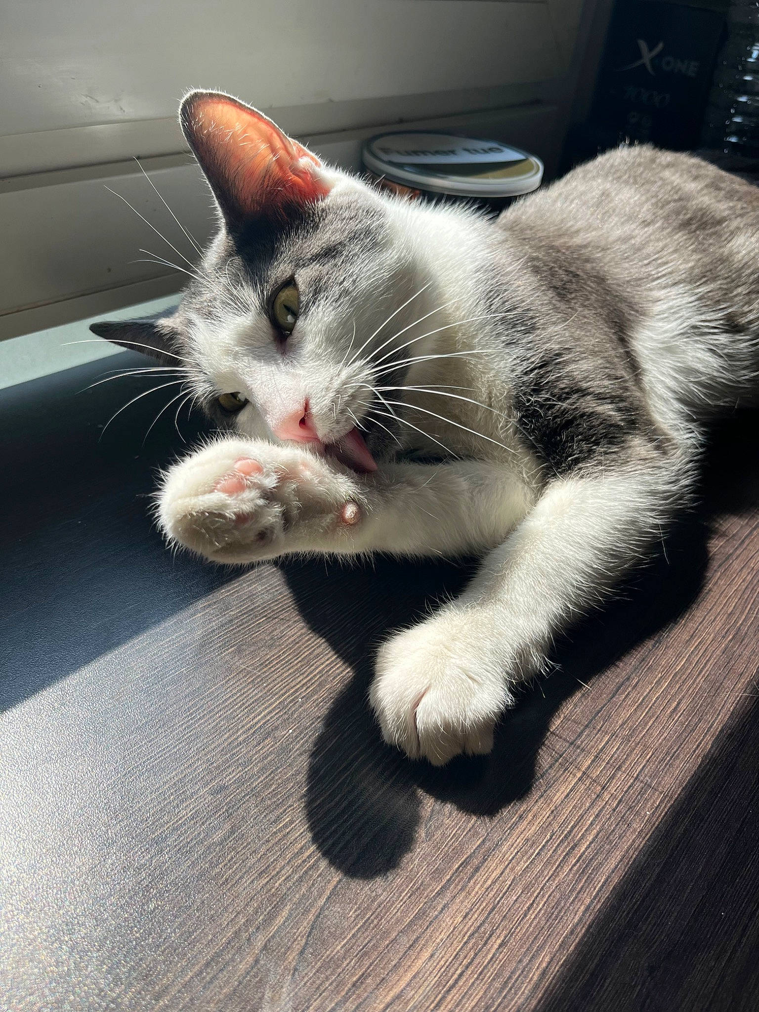 Joko a rejoint le concours — aidez-le/la à gagner de superbes lots ! carnivore, cat, claw, domestic_short_haired_cat, eye, felidae, flooring, foot, fur, grey, head, leg, metal, nap, paw, sitting, small_to_medium_sized_cats, snout, tail, whiskers