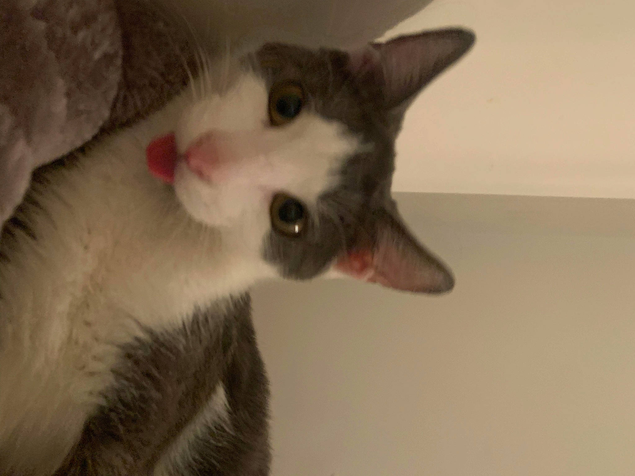 Joko participe au concours pour gagner de l'argent avec cette photo : balinese, carnivore, cat, claw, domestic_short_haired_cat, ear, eye, eyelash, fawn, felidae, fur, jaw, paw, small_to_medium_sized_cats, snout, tail, terrestrial_animal, whiskers