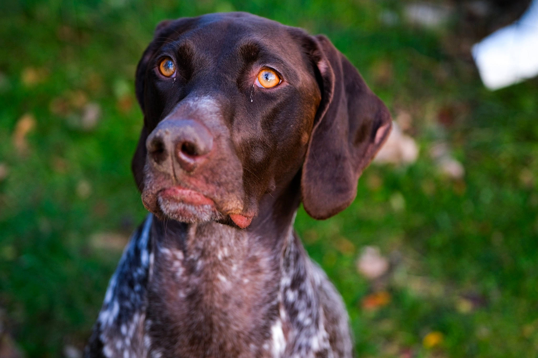 Mila joined the competition — help win amazing prizes! brown, canidae, carnivore, collar, companion_dog, dog, dog_breed, dog_collar, gun_dog, liver, mammal, old_danish_pointer, pointer, pointing_breed, snout, sporting_group, vertebrate, whiskers, working_animal, working_dog