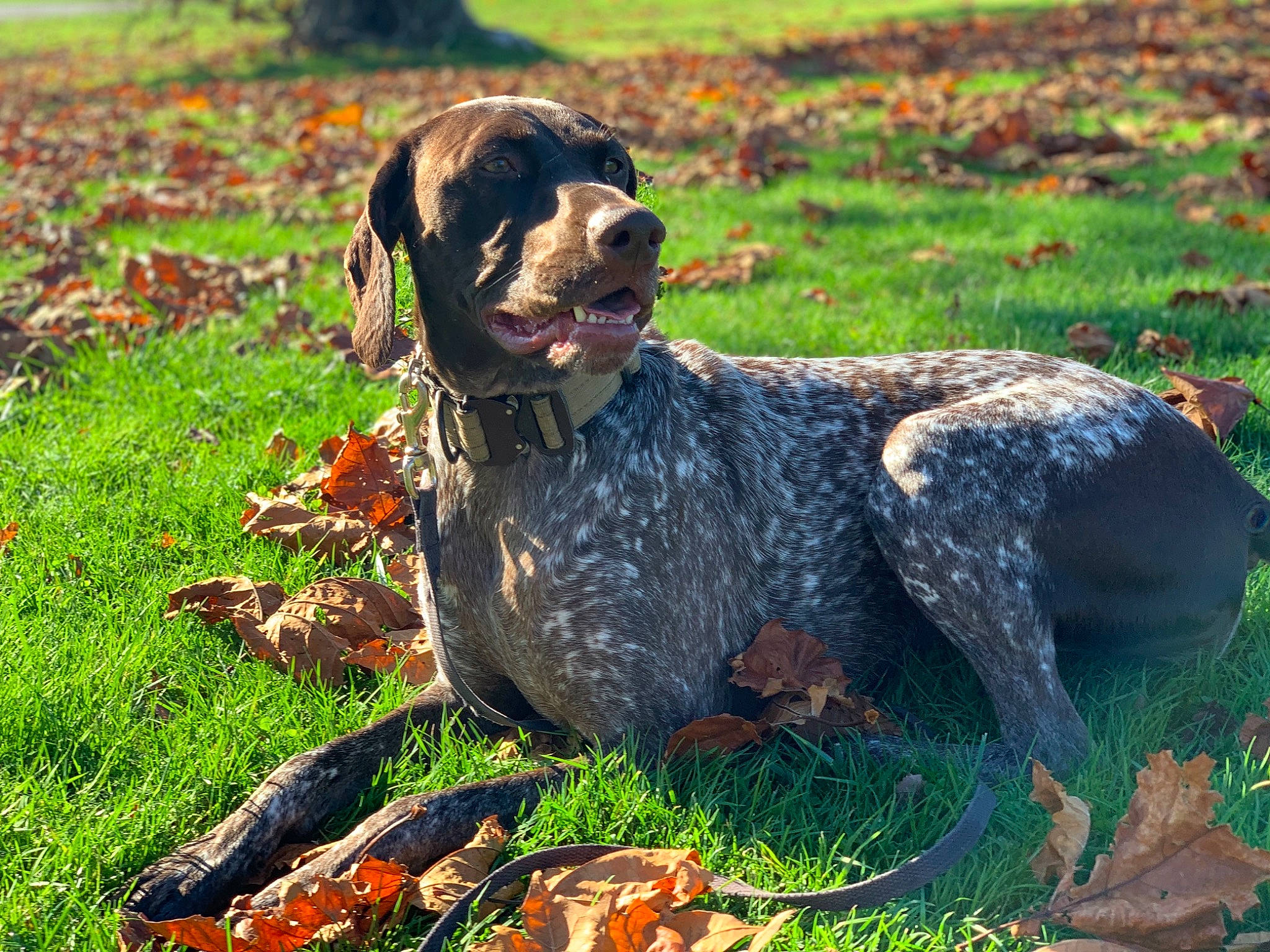 Mila joined the competition — help win amazing prizes! canidae, carnivore, companion_dog, dog, dog_breed, field, grass, grass_family, groundcover, hunting_dog, leaf, liver, non_sporting_group, non_vascular_land_plant, snout, sporting_group, working_animal, working_dog