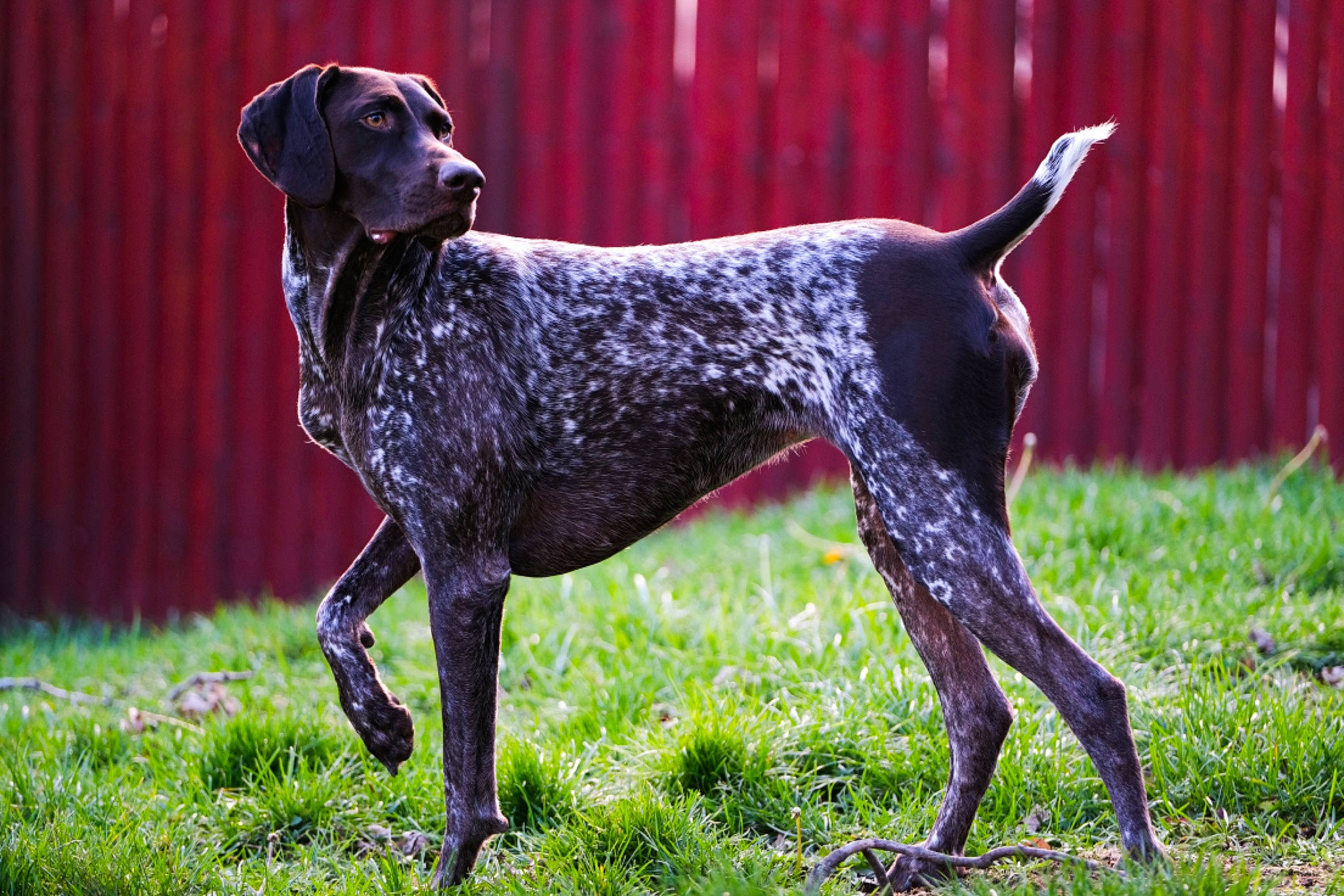 Mila is registered to the contest to win money with this photo: canidae, carnivore, collar, companion_dog, dog, dog_breed, grass, grass_family, gun_dog, liver, mammal, pet_supply, pointing_breed, prairie, snout, sporting_group, tail, terrestrial_animal, working_animal, working_dog