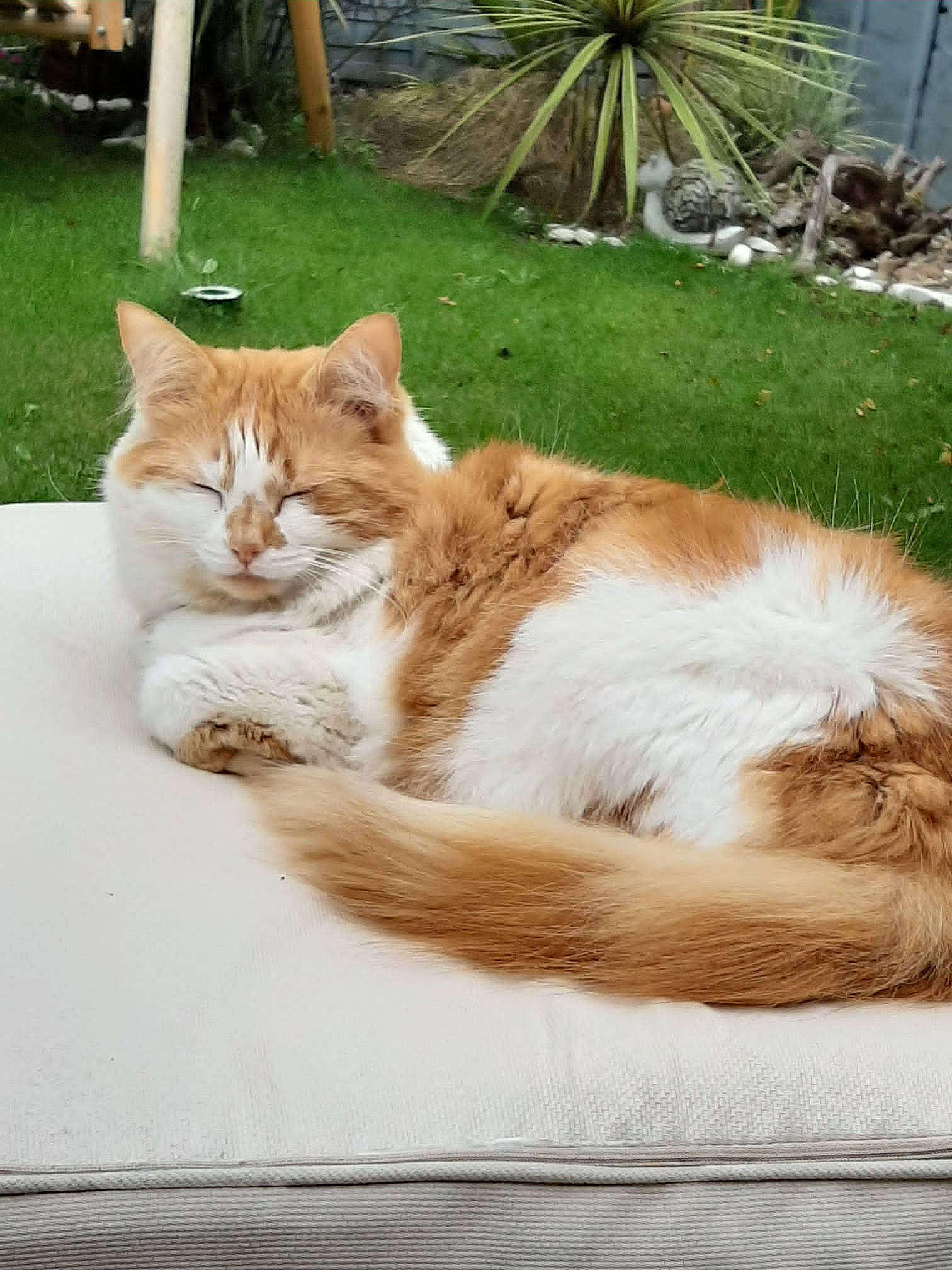 Pipsqueak joined the competition — help win amazing prizes! art, carnivore, cat, chair, domestic_short_haired_cat, event, fawn, felidae, fur, grass, hardwood, outdoor_furniture, plant, small_to_medium_sized_cats, tail, terrestrial_animal, whiskers, wildlife, window, wood