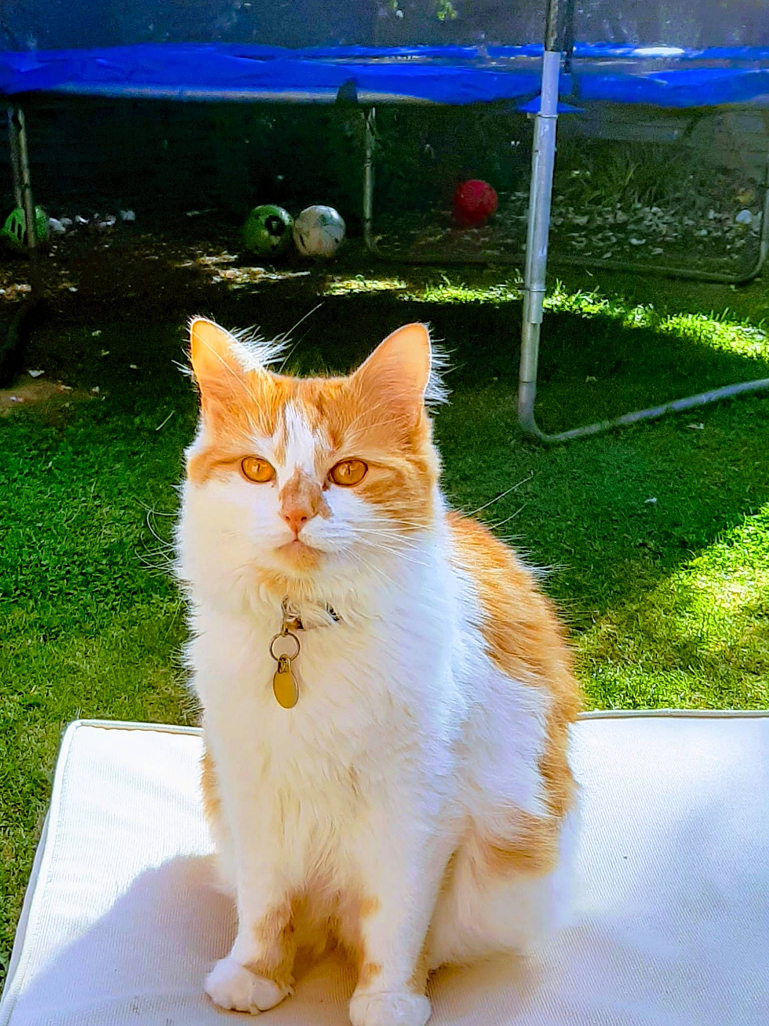 Pipsqueak is registered to the contest to win money with this photo: art, blue, carnivore, cat, domestic_short_haired_cat, eye, fawn, felidae, fur, grass, paw, plant, road_surface, sitting, small_to_medium_sized_cats, snout, tail, terrestrial_animal, whiskers, wood